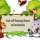 List of Young Ones of Animals