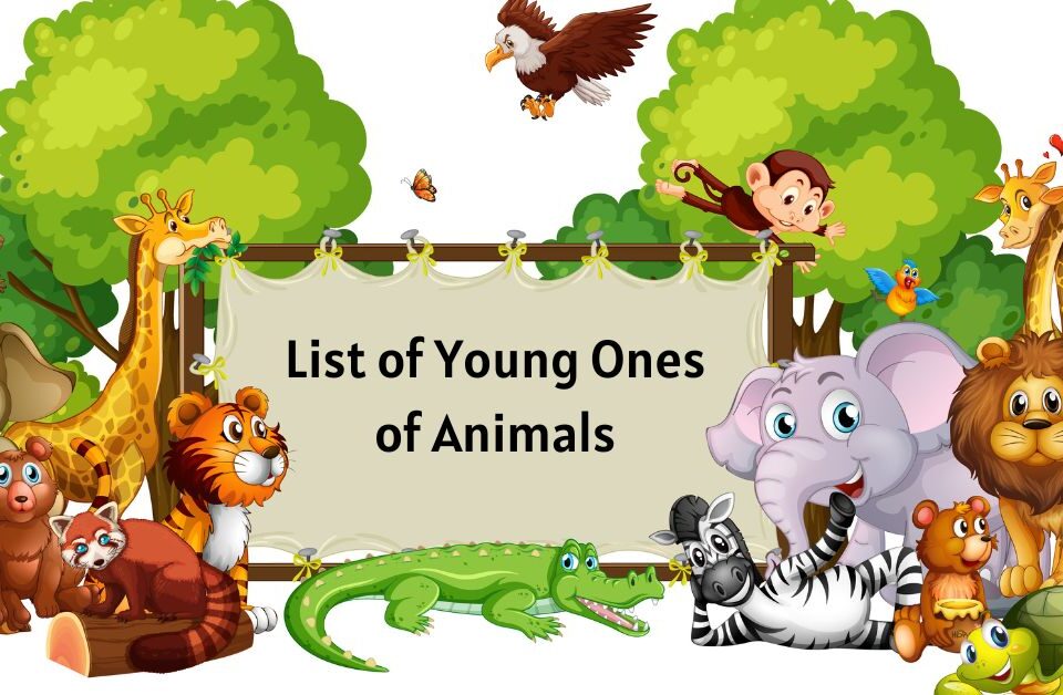 List of Young Ones of Animals