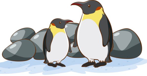 penguin and chick