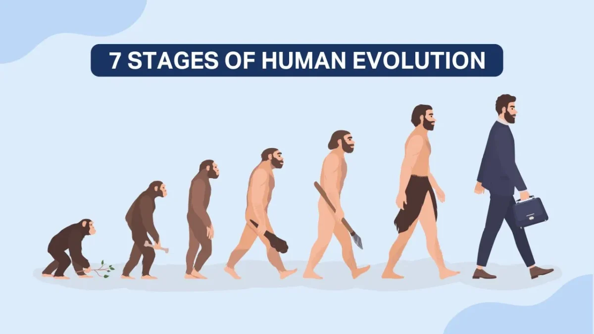 The 7 Stages Of Human Evolution | JBM Smart Start