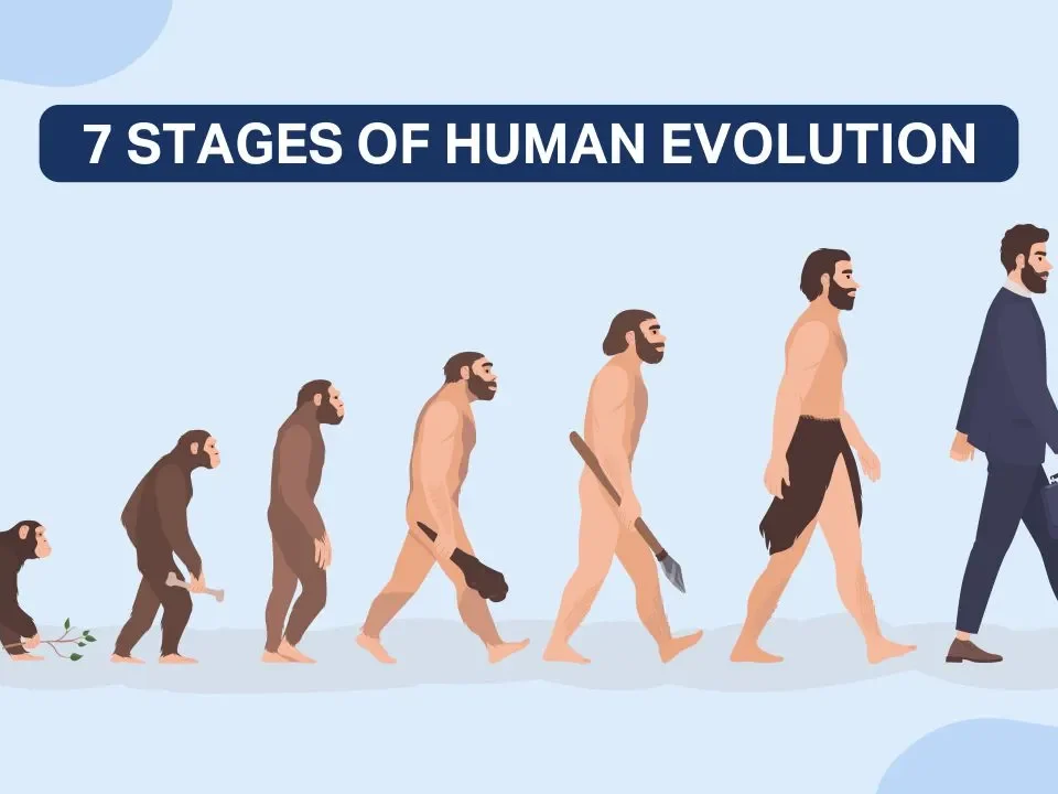 seven-stages-of-human-evolution